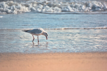 gaviota comiendo en la otrilla del mar