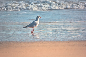 gaviota comiendo en la otrilla del mar
