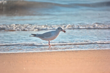 gaviota comiendo en la otrilla del mar