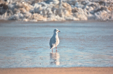 gaviotas buscando comida en la orilla del mar, playa