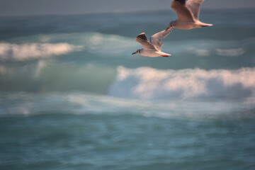 gaviotas volando por la orilla del mar