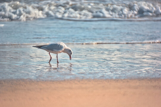 gaviota comiendo en la otrilla del mar
