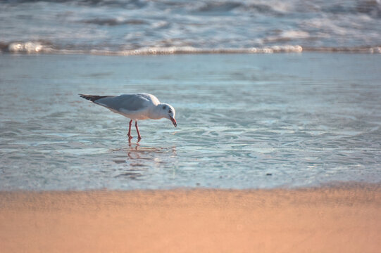 gaviota comiendo en la otrilla del mar