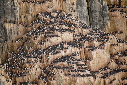  black guillemot bird nesting in arctic circle