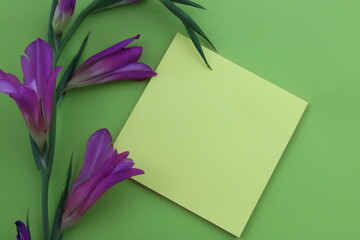 Beautiful gladiolus flower and blank card on green background, flat lay. Space for text