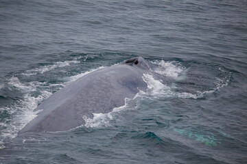 blue whale feeding in Arctic Ocean