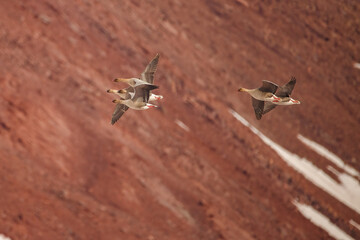 pink footed goose flock in arctic Norway