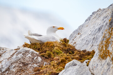 seagull on nest in arctic Norway