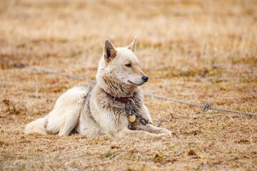 husky sled dog in tundra Norway arctic 