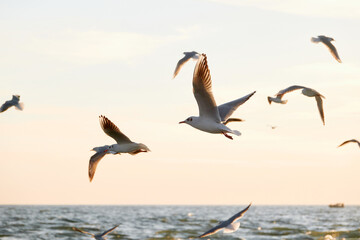 Fototapeta na wymiar Seagulls over the evening sea.