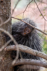 porcupine in tree