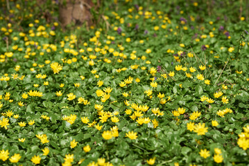 Obraz premium Beautiful spring forest glade with yellow flowers. Ficaria verna (or Lesser celandine) flowering in spring