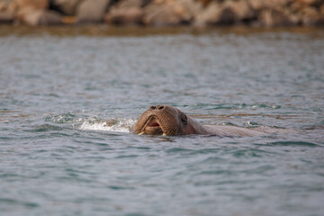 Fototapeta premium wild walrus swimming in the Arctic Ocean