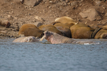 wild walrus swimming in the Arctic Ocean