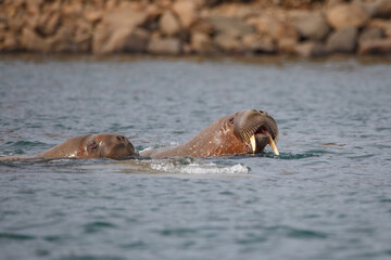 wild walrus swimming in the Arctic Ocean