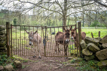 three donkeys look sadly out from behind a gate in a stone walled corral in a rural landscape