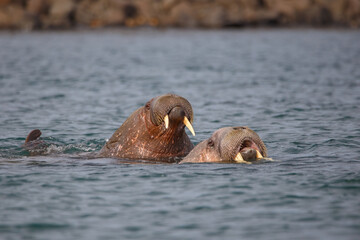 wild walrus swimming in the Arctic Ocean