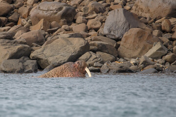 wild walrus swimming in the Arctic Ocean