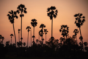 Fototapeta na wymiar Silhouette of coconut trees in sunset