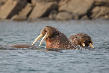 Fototapeta premium wild walrus swimming in the Arctic Ocean