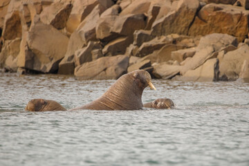 wild walrus swimming in the Arctic Ocean