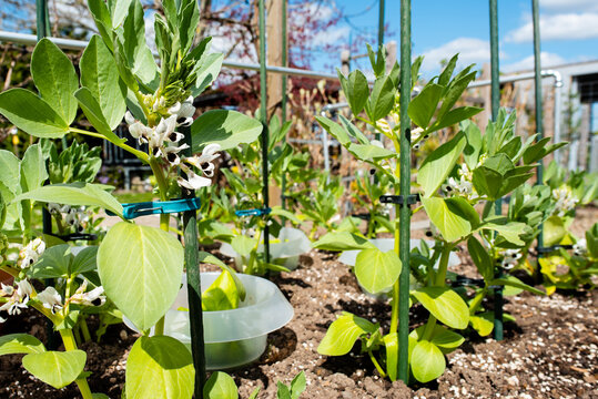 Garten Gemüse: Dicke Bohnen /  Ackerbohnen / Saubohnen Jungpflanzen mit Stützstab
