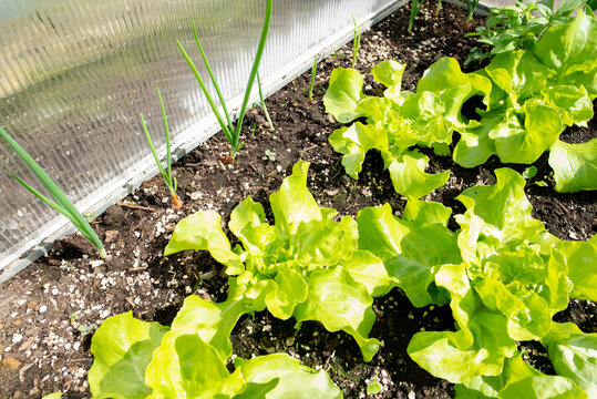 Garten Gemüse: Kopfsalat Jungpflanzen im Frühbeet