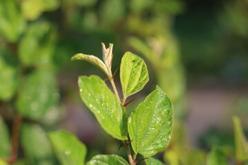 green bidara leaves on a sunny morning