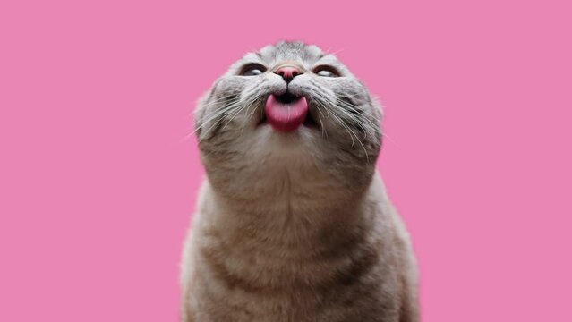 Cat on pink background close-up, Scottish Fold portrait. Domestic animals. Grey kitten licking glass. Furry pedigreed pet. Little best friends concept. 