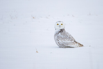 Snowy owl in cold winter 