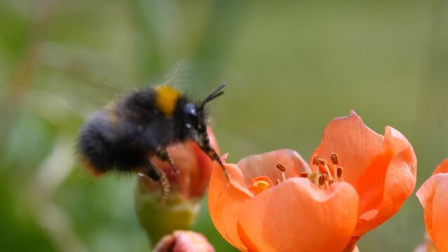 Bumblebee visiting a Japonica flower in Spring. Slow motion
