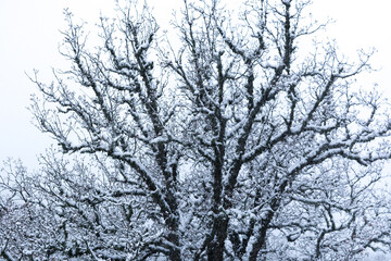 Fototapeta na wymiar Forest in the snow