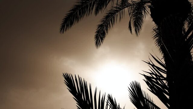Close up shot of palm trees during sandstorm on the Canary Islands, Calima