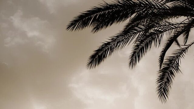 Close up shot of palm trees during sandstorm on the Canary Islands, Calima