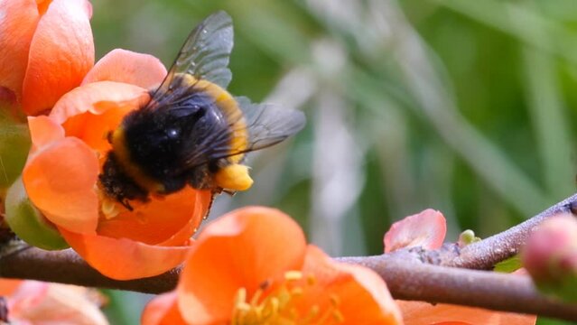 White tailed Bumblebee visiting a Japonica flower in Spring. Slow motion