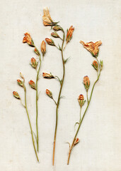 Composition of dried meadow yellow orange flowers on old linen fabric background. Herbarium