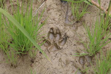 dog footprint in mud