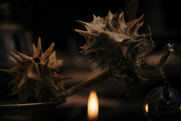 Stramonium plant, also called burundanga. Consciousness-erasing plant.