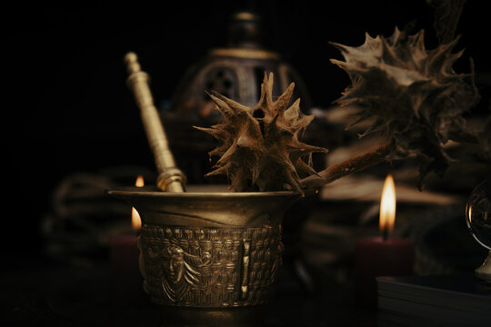 Stramonium plant, also called burundanga. Consciousness-erasing plant.