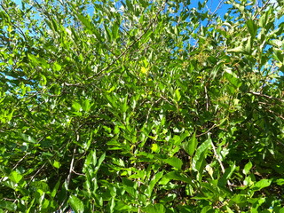 many green leaves with blue background, blue and green in the nature, beautiful colors of nature