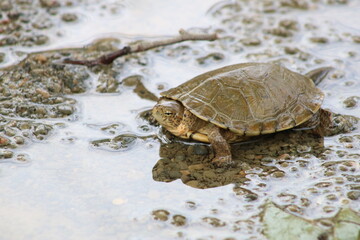 turtle on the rocks