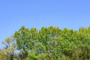 Obraz premium 新緑