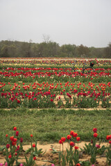 Multiple rows of colorful tulip fields surround a bike prop for people to take pictures at during the peak bloom. Tulips are a spring flower that blossom in April. 