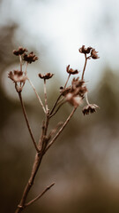 buds and leaves