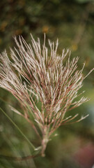 thistle in the grass
