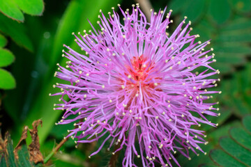 flower of a thistle