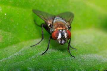 fly on leaf