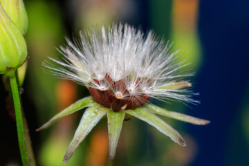 flower of a dandelion