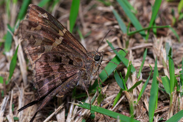 butterfly on grass