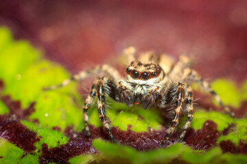 close up of a spider